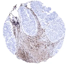 Anti-MTAP antibody [MSVA-741R] HistoMAX&trade; used in IHC (Paraffin sections) (IHC-P). GTX04964