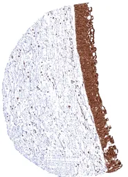 Anti-MTAP antibody [MSVA-741R] HistoMAX&trade; used in IHC (Paraffin sections) (IHC-P). GTX04964