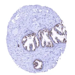Anti-Prostein antibody [MSVA-460R] HistoMAX&trade; used in IHC (Paraffin sections) (IHC-P). GTX04965