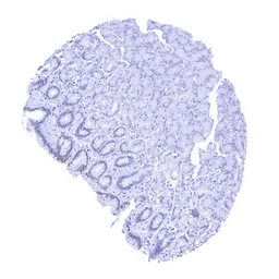 Anti-Prostein antibody [MSVA-460R] HistoMAX&trade; used in IHC (Paraffin sections) (IHC-P). GTX04965