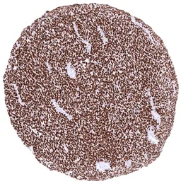 Anti-TLE1 antibody [MSVA-856R] HistoMAX&trade; used in IHC (Paraffin sections) (IHC-P). GTX04966