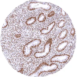 Anti-TLE1 antibody [MSVA-856R] HistoMAX&trade; used in IHC (Paraffin sections) (IHC-P). GTX04966