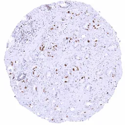 Anti-MCM2 antibody [MSVA-502R] HistoMAX&trade; used in IHC (Paraffin sections) (IHC-P). GTX04968