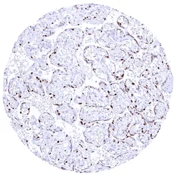Anti-Cyclin E1 antibody [MSVA-898R] HistoMAX&trade; used in IHC (Paraffin sections) (IHC-P). GTX04969