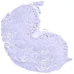Anti-Cyclin E1 antibody [MSVA-898R] HistoMAX&trade; used in IHC (Paraffin sections) (IHC-P). GTX04969