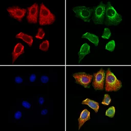 Anti-GPX4 antibody used in Immunocytochemistry/ Immunofluorescence (ICC/IF). GTX05018