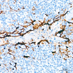 Anti-MUC1 antibody [ARC0352] used in IHC (Paraffin sections) (IHC-P). GTX05027