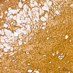 Anti-Aquaporin 4 antibody [ARC54345] used in IHC (Paraffin sections) (IHC-P). GTX05045