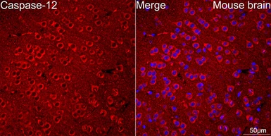 Anti-Caspase 12 antibody [ARC58203] used in IHC (Paraffin sections) (IHC-P). GTX05082
