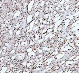 Anti-TAF15 antibody [27T75] used in IHC (Paraffin sections) (IHC-P). GTX05091