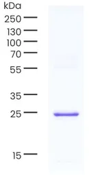 Human Cardiac Troponin I protein. GTX05105-pro