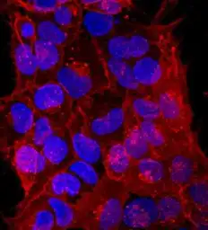 Anti-TRA-1-81 antigen antibody [TRA-1-81] used in Immunocytochemistry/ Immunofluorescence (ICC/IF). GTX05126