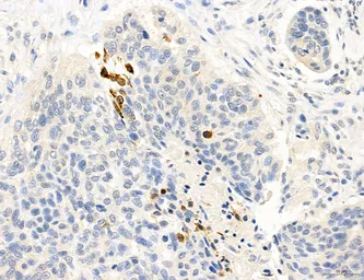 Anti-MFN2 antibody used in IHC (Paraffin sections) (IHC-P). GTX05151