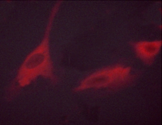 Anti-p70 S6K (phospho Thr389/Thr412) antibody used in Immunocytochemistry/ Immunofluorescence (ICC/IF). GTX05173