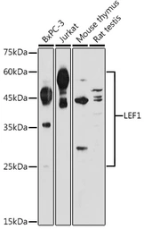 Anti-LEF1 antibody used in Western Blot (WB). GTX05206