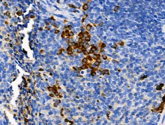 Anti-PER2 (phospho Ser662) antibody used in IHC (Paraffin sections) (IHC-P). GTX05221