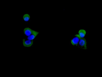 Anti-CD59 antibody [AABE-3] used in Immunocytochemistry/ Immunofluorescence (ICC/IF). GTX05226