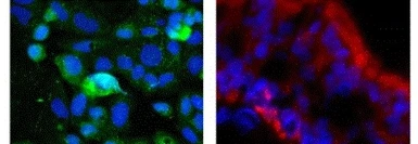 Anti-KLF2 antibody used in IHC (Paraffin sections) (IHC-P). GTX05228