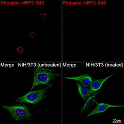 Anti-NRF2 (phospho Ser40) antibody [ARC0283] used in Immunocytochemistry/ Immunofluorescence (ICC/IF). GTX05239