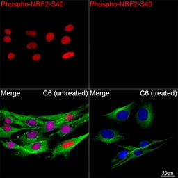 Anti-NRF2 (phospho Ser40) antibody [ARC0283] used in Immunocytochemistry/ Immunofluorescence (ICC/IF). GTX05239