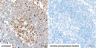 Anti-NRF2 (phospho Ser40) antibody [ARC0283] used in IHC (Paraffin sections) (IHC-P). GTX05239
