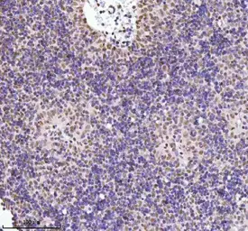 Anti-CtIP antibody used in IHC (Paraffin sections) (IHC-P). GTX05240
