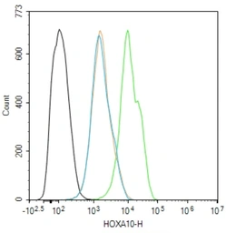 Anti-HOXA10 antibody used in Flow cytometry (FCM). GTX05262