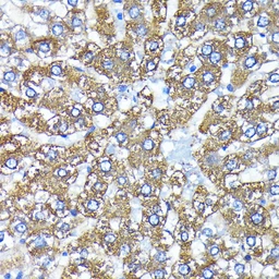 Anti-ATG3 antibody [GT1174] used in IHC (Paraffin sections) (IHC-P). GTX09507