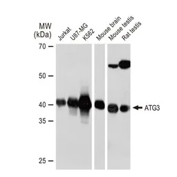 Anti-ATG3 antibody [GT1174] used in Western Blot (WB). GTX09507