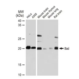 Anti-Bad antibody [GT1175] used in Western Blot (WB). GTX09508