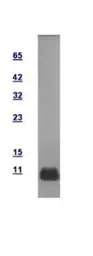 Human GTF2H5 protein, His tag. GTX100076-pro