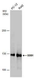 Anti-DDB1 antibody used in Western Blot (WB). GTX100130