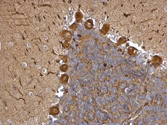 Anti-EML1 antibody [C3], C-term used in IHC (Paraffin sections) (IHC-P). GTX100252