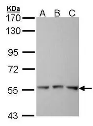 Anti-FGR antibody [C3], C-term used in Western Blot (WB). GTX100265