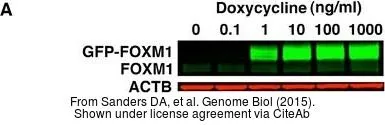 Anti-FOXM1 antibody [C3], C-term used in Western Blot (WB). GTX100276