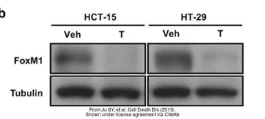 Anti-FOXM1 antibody [C3], C-term used in Western Blot (WB). GTX100276