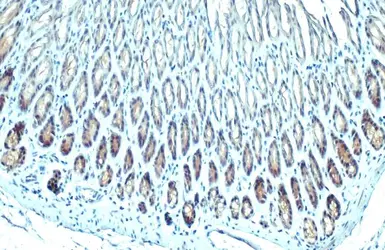 Anti-GPX2 antibody [C1C3] used in IHC (Paraffin sections) (IHC-P). GTX100292