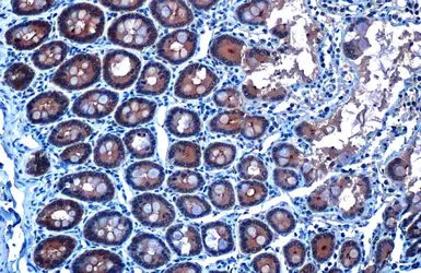 Anti-GPX2 antibody [C1C3] used in IHC (Paraffin sections) (IHC-P). GTX100292