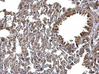 Anti-ERp57 antibody [C3], C-term used in IHC (Paraffin sections) (IHC-P). GTX100297