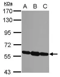 Anti-ERp57 antibody [C3], C-term used in Western Blot (WB). GTX100297