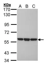 Anti-ERp57 antibody [C3], C-term used in Western Blot (WB). GTX100297