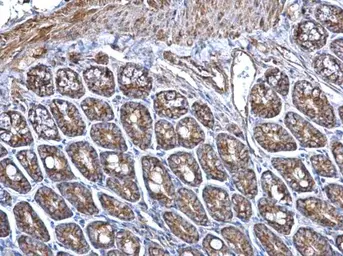 Anti-ERAB antibody used in IHC (Paraffin sections) (IHC-P). GTX100301