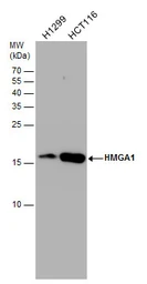 Anti-HMGA1 antibody [N1N3] used in Western Blot (WB). GTX100307