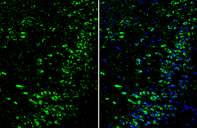 Anti-Dopamine Receptor D1 antibody [C2C3], C-term used in IHC (Frozen sections) (IHC-Fr). GTX100354