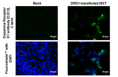 Anti-Dopamine Receptor D1 antibody [C2C3], C-term used in Immunocytochemistry/ Immunofluorescence (ICC/IF). GTX100354