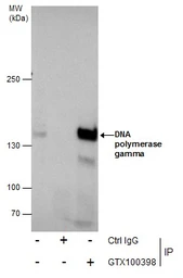 Anti-DNA polymerase gamma antibody used in Immunoprecipitation (IP). GTX100398