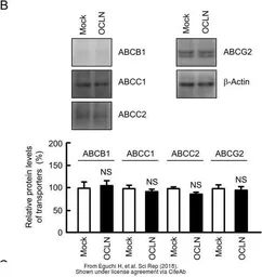 Anti-ABCG2 antibody used in Western Blot (WB). GTX100437
