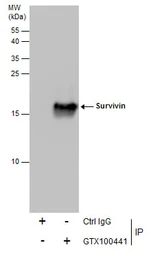 Anti-Survivin antibody used in Immunoprecipitation (IP). GTX100441