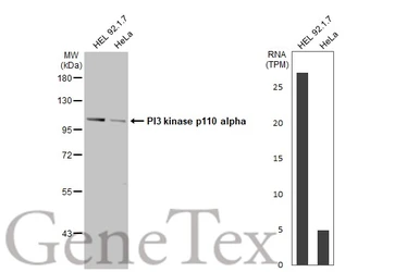 Anti-PI3 kinase p110 alpha antibody used in Western Blot (WB). GTX100462