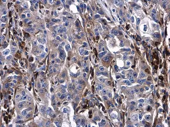 Anti-Urokinase antibody used in IHC (Paraffin sections) (IHC-P). GTX100465